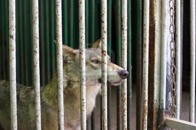 12417969-wolf-in-the-cage-at-the-zoo