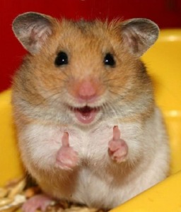 hamster thumbs up