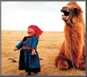 laughing-camel
